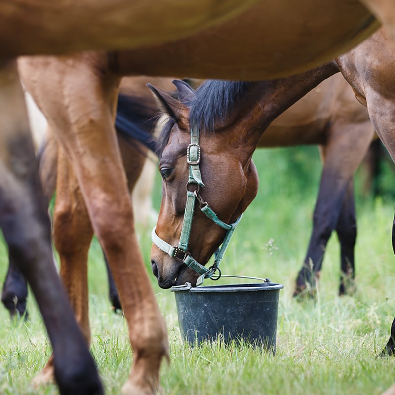 Stabilized Rice Bran Feed Products