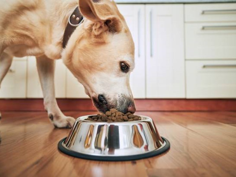 Dog Eating Food with Rice Co-Products
